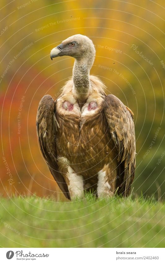 Gänsegeier Wissenschaften Biologie Erwachsene Umwelt Natur Tier Herbst Feld Wildtier Vogel Geier 1 frei natürlich Tierliebe Farbe Umweltschutz Greifvogel