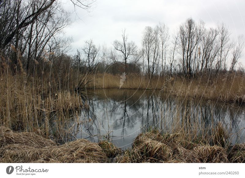 auenland Umwelt Natur Landschaft Pflanze Wasser Himmel Wolken Herbst Wetter Baum Gras Sträucher Wildpflanze Wald Moor Sumpf Teich See Außenaufnahme Menschenleer