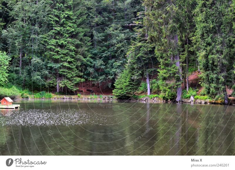 (Enten-)Haus am See Ferien & Urlaub & Reisen Umwelt Natur Baum Wald Teich Badesee Waldsee Schwarzwald Entenhaus Tanne Farbfoto Außenaufnahme Menschenleer