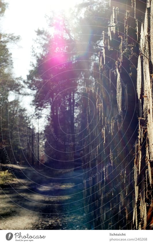 das leuchten im walde Ausflug Umwelt Natur Landschaft Sonnenlicht Frühling Sommer Schönes Wetter Baum Wald Wege & Pfade Holz Fußweg Blendenfleck Stapel