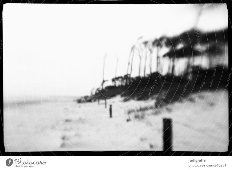 Weststrand Umwelt Natur Landschaft Pflanze Baum Küste Strand Ostsee Meer Darß außergewöhnlich natürlich wild schwarz weiß Stimmung traumhaft Wald Windflüchter