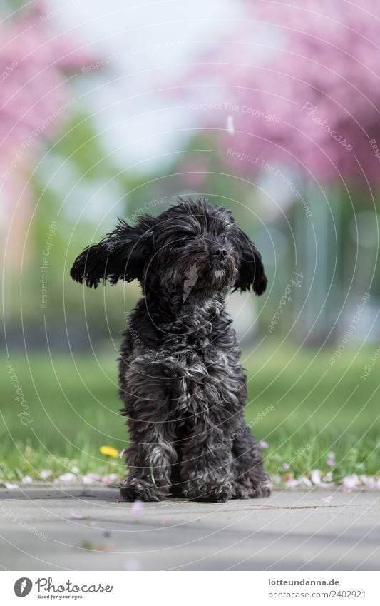 Fliegende Öhrchen und Kirschblüten Tier Haustier Hund Tiergesicht Fell Pfote 1 beobachten Blühend Duft fliegen genießen sitzen träumen verblüht frech