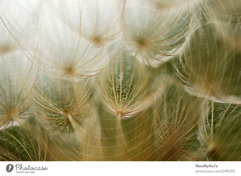 Löwenzahn Natur Pflanze Urelemente Himmel Horizont Sommer Blume Gras Wildpflanze Feld chaotisch Energie Farbe Freiheit Kunst Rätsel Teamwork Unendlichkeit