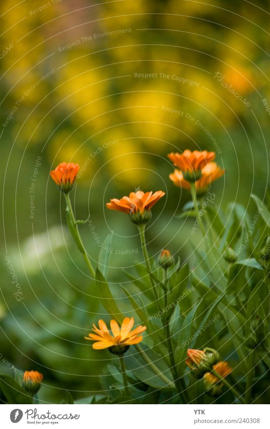 Visible Scent Umwelt Natur Landschaft Pflanze Frühling Sommer Wetter Schönes Wetter Blume Gras Blatt Blüte Grünpflanze Nutzpflanze Garten Park Wiese Blühend