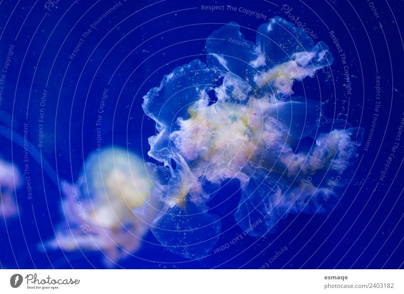 Quallen Wasser Klima Wetter Schönes Wetter 2 Tier Tiergruppe Tierpaar Tierfamilie blau Unterwasseraufnahme Tierporträt