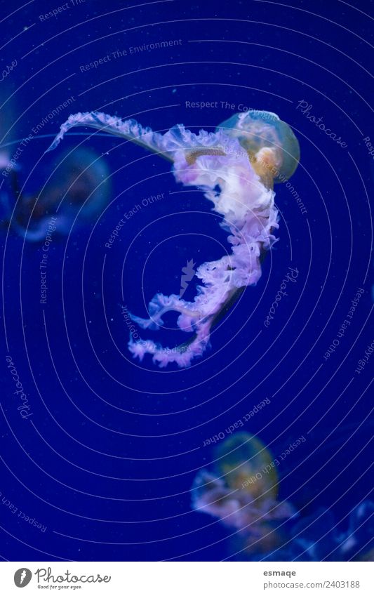 Porträt von Quallen Natur Wasser Sommer 1 Tier 3 blau Abenteuer Außenaufnahme Unterwasseraufnahme Unschärfe Bewegungsunschärfe Tierporträt