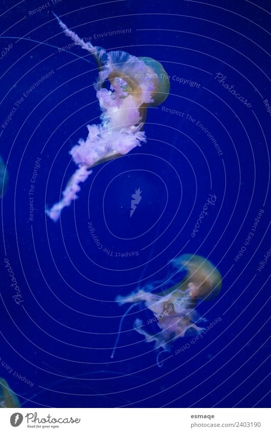 Quallen Natur Wasser Sommer Meer Aquarium 1 Tier 2 Tierpaar Neugier blau Unterwasseraufnahme Menschenleer Tierporträt