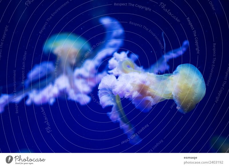 Quallen im Meer Natur Wasser 2 Tier einzigartig exotisch Farbe Unterwasseraufnahme Menschenleer Bewegungsunschärfe