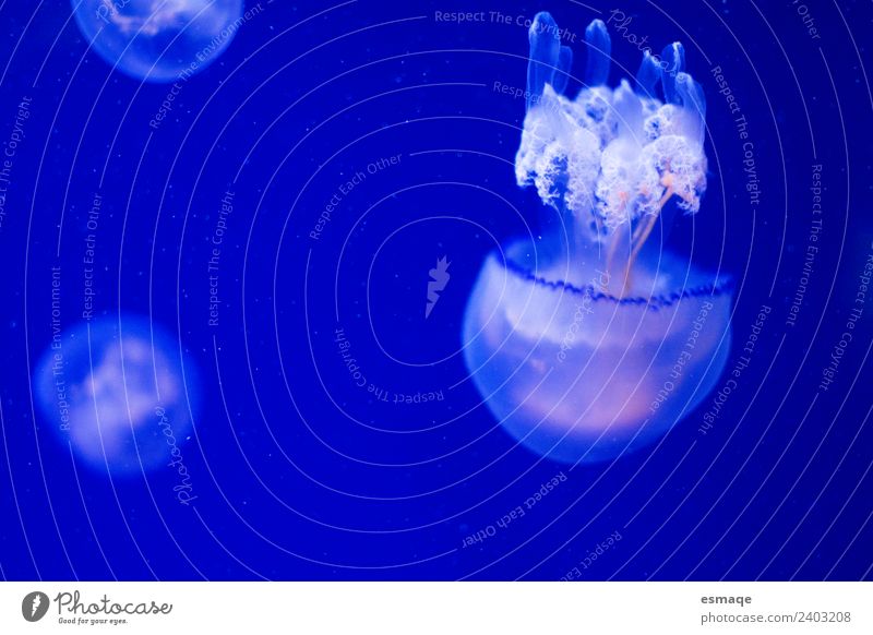Quallenportrait exotisch Natur Wasser Sommer Tier 1 3 Tiergruppe Tierjunges Tierfamilie natürlich blau Menschenleer Bewegungsunschärfe Tierporträt