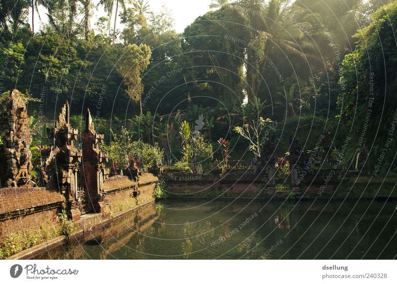 Bali I Kultur Natur Pflanze Wasser Sommer Baum Palme Urwald Indonesien Bauwerk Architektur Tempel Mauer Wand Tor Sehenswürdigkeit alt exotisch historisch