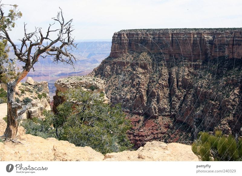 on the roCks! Umwelt Natur Landschaft Urelemente Erde Sommer Schönes Wetter Dürre Baum Sträucher Grünpflanze Nutzpflanze Wildpflanze Hügel Felsen Schlucht