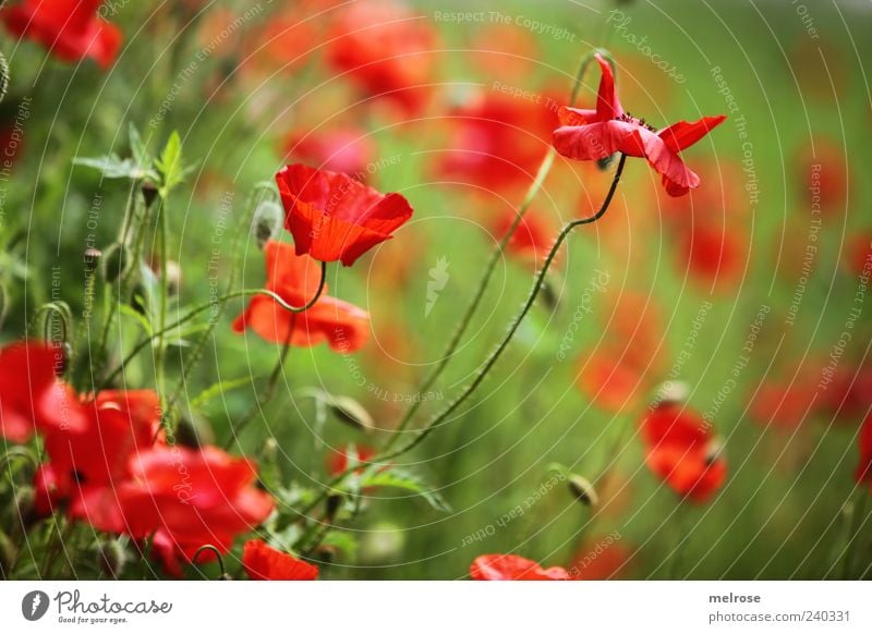 MOHNTRAUM Natur Pflanze Sonnenlicht Sommer Blume Wildpflanze Klatschmohn Mohn Blüte Wiese Feld grün rot Farbfoto Außenaufnahme Menschenleer Textfreiraum rechts