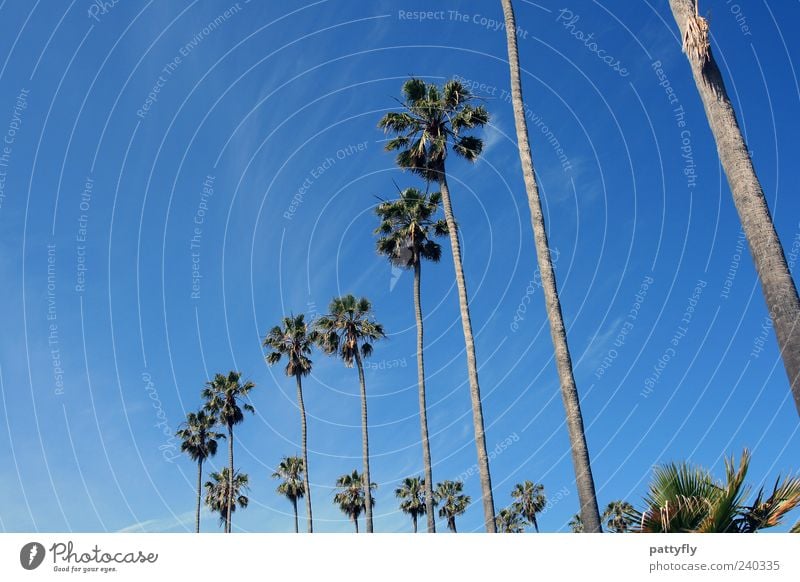 Kurve... San Diego Palme Himmel blau Wolken Natur Kalifornien Ferien & Urlaub & Reisen Erholung Reihe Freiheit Sommer Blauer Himmel Wolkenloser Himmel