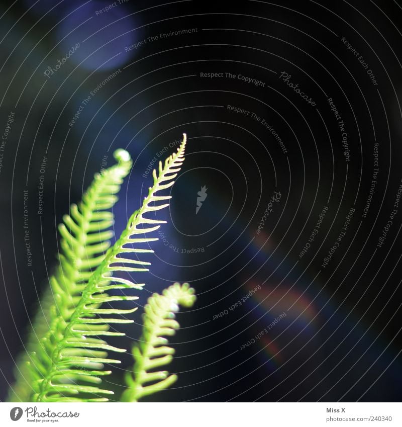 Farn Natur Pflanze Frühling Sommer Blatt Grünpflanze Wildpflanze Wachstum grün Farnblatt Farbfoto Außenaufnahme Nahaufnahme Menschenleer Textfreiraum rechts