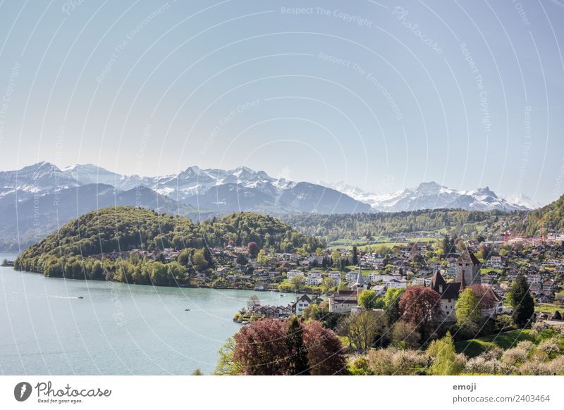 Spiez am Thunersee Umwelt Natur Landschaft Himmel Wolkenloser Himmel Frühling Sommer Schönes Wetter Berge u. Gebirge Kleinstadt Burg oder Schloss