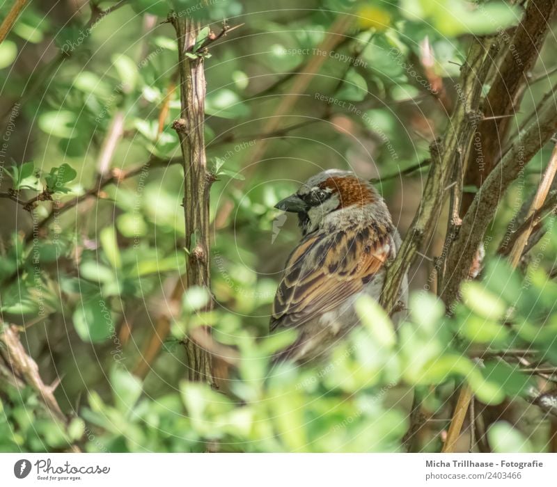 Spatz versteckt im Strauch Umwelt Natur Tier Sonne Sonnenlicht Schönes Wetter Sträucher Blatt Wildpflanze Wildtier Vogel Tiergesicht Flügel Sperlingsvögel Auge