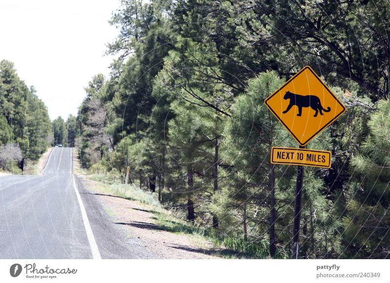 Achtung - WILD! Verkehr Verkehrswege Straße Wege & Pfade Schilder & Markierungen Hinweisschild Warnschild Verkehrszeichen Farbfoto Außenaufnahme Tag Puma