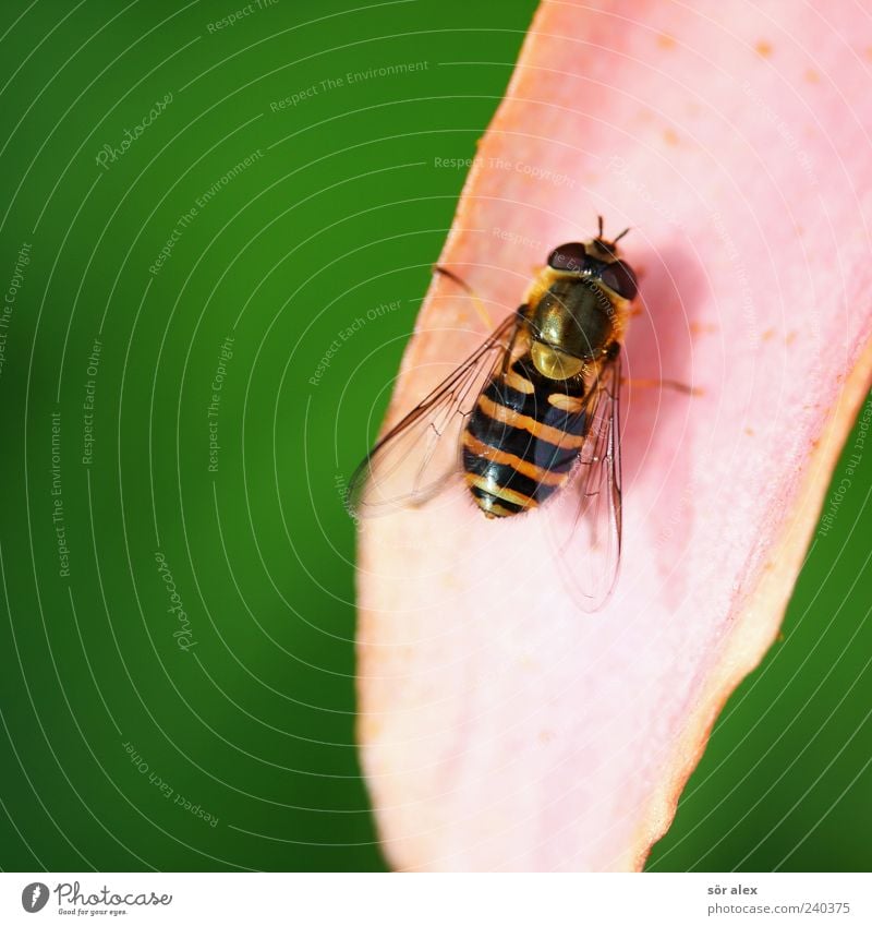 Landung Blüte Blütenblatt Tier Flügel Schwebfliege Insekt 1 gelb grün schwarz Natur Vogelperspektive sitzen Tierporträt Auge Kopf Farbfoto Außenaufnahme