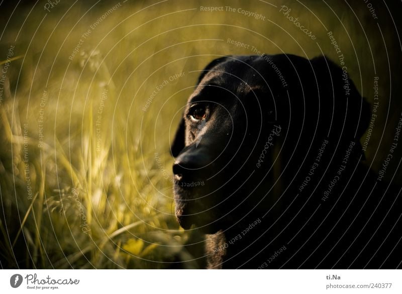 treue Seele Tier Haustier Hund Tiergesicht Fell Labrador 1 Blick schön einzigartig grün schwarz Farbfoto Außenaufnahme Menschenleer Schwache Tiefenschärfe