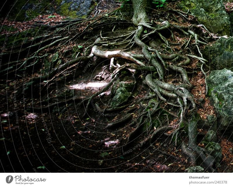 Halt Natur Erde Baum natürlich bizarr Wachstum Wurzel Baumwurzel Farbfoto Außenaufnahme Detailaufnahme Tag Schatten Kontrast Waldboden