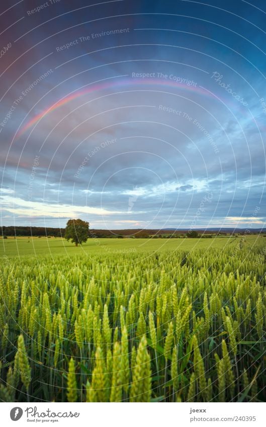 Drunter und drüber Umwelt Natur Landschaft Himmel Wolken Gewitterwolken Horizont Frühling Sommer Klima Wetter Baum Nutzpflanze Feld schön blau gelb grün violett