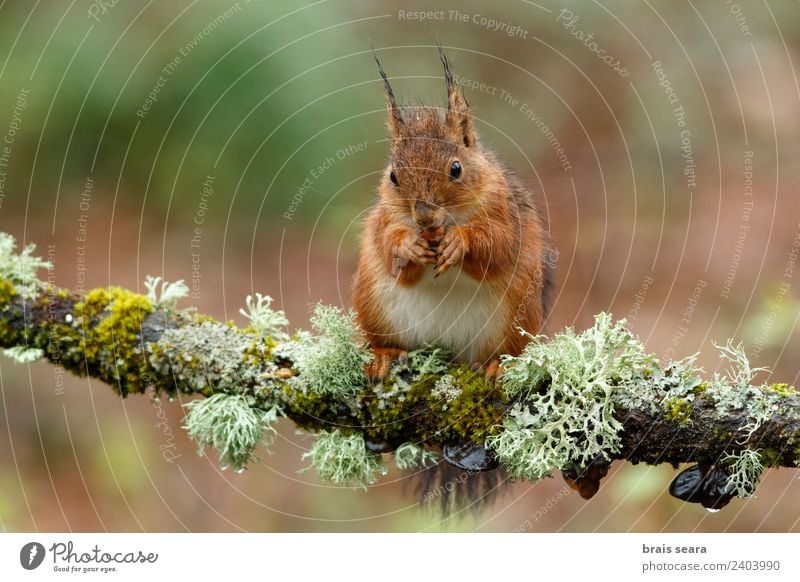 Rotes Eichhörnchen Wissenschaften Biologie Umwelt Natur Tier Erde Baum Wald Wildtier 1 Holz Tierliebe Umweltschutz Fauna Tiere Säugetier Spanien Spanisch Europa