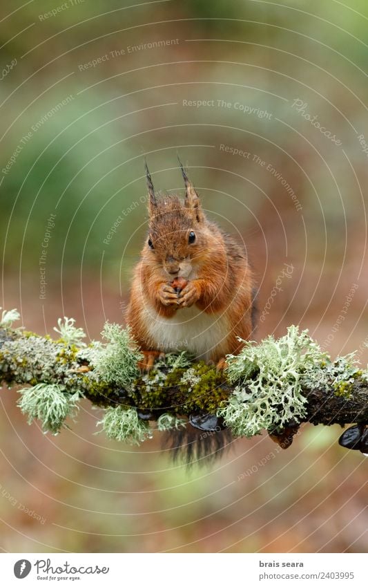 Rotes Eichhörnchen Umwelt Natur Tier Erde Frühling Baum Wald Wildtier 1 Holz Essen füttern Tierliebe Freiheit Fauna Tiere Säugetier Spanien Spanisch Europa