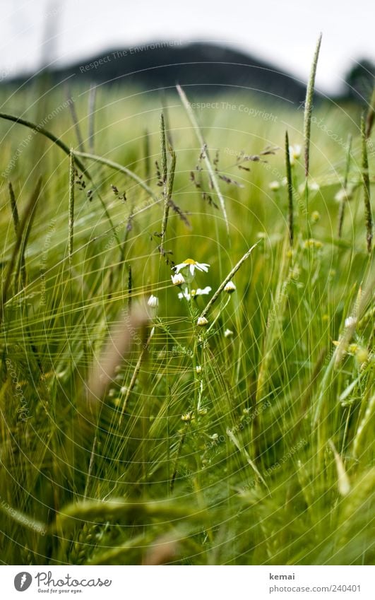 Reifendes Feld Umwelt Natur Pflanze Sonnenlicht Sommer Gras Blüte Grünpflanze Nutzpflanze Wildpflanze Gerste Kamille Wachstum grün Farbfoto Außenaufnahme