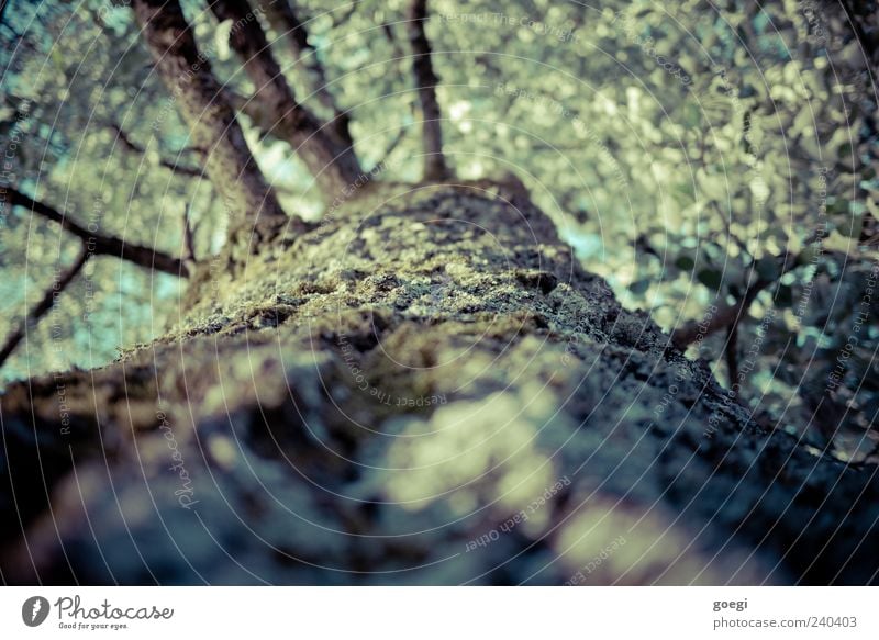 bark kissing tree hugger Umwelt Natur Pflanze Baum Baumrinde Ast Blatt Holz Farbfoto Außenaufnahme Menschenleer Tag Sonnenlicht Schwache Tiefenschärfe