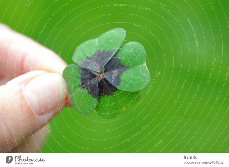 ...fest im Griff Glück Finger Daumen Frühling Grünpflanze Kleeblatt Glücksklee Wiese Glücksbringer Zeichen grün haltend vierblättrig Farbfoto Außenaufnahme