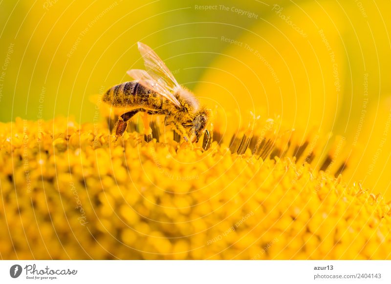 Makro Honig Biene sammelt gelbe Pollen auf Sonnenblume in Natur Körper Sommer Sonnenbad Arbeit & Erwerbstätigkeit Umwelt Pflanze Tier Sonnenlicht Frühling