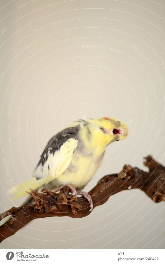 'oooooooh du fröhliche...' Tier Haustier Vogel 1 Brunft schaukeln singen gähnen Cockatiel Feder gelb grau Schnabel drehen Ast Gleichgewicht Krallen Flügel