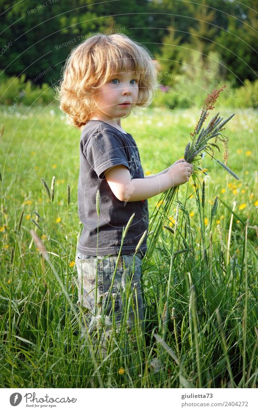 Jahreszeiten | Kleiner Junge auf einer Frühlingswiese im Mai Kind Kleinkind Kindheit 1 Mensch 3-8 Jahre Natur Schönes Wetter Gras Wildpflanze Gräserblüte Park