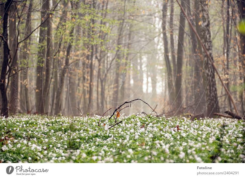 Frühling im Wald Umwelt Natur Landschaft Pflanze Urelemente Erde Schönes Wetter Nebel Baum Blume Blüte Grünpflanze Wildpflanze Duft frisch hell natürlich schön