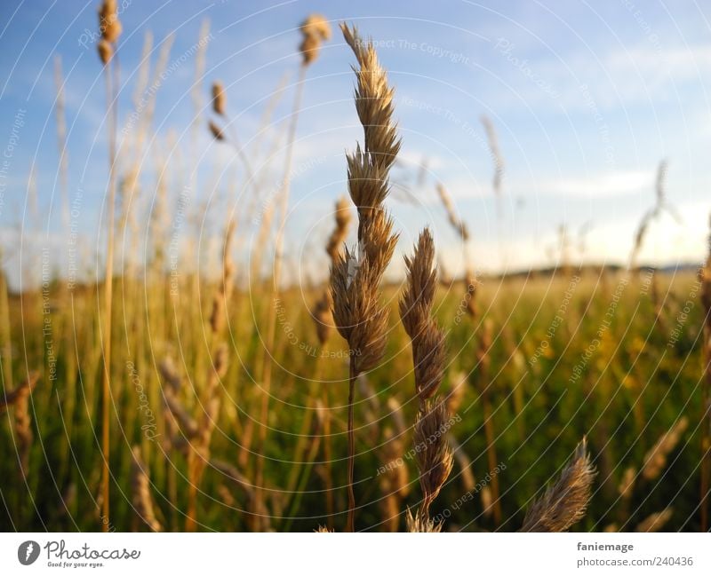 standing up straight Umwelt Natur Schönes Wetter Pflanze Gras Feld blau braun gelb grün Warmherzigkeit Halm Farbfoto Außenaufnahme Menschenleer Tag Sommer