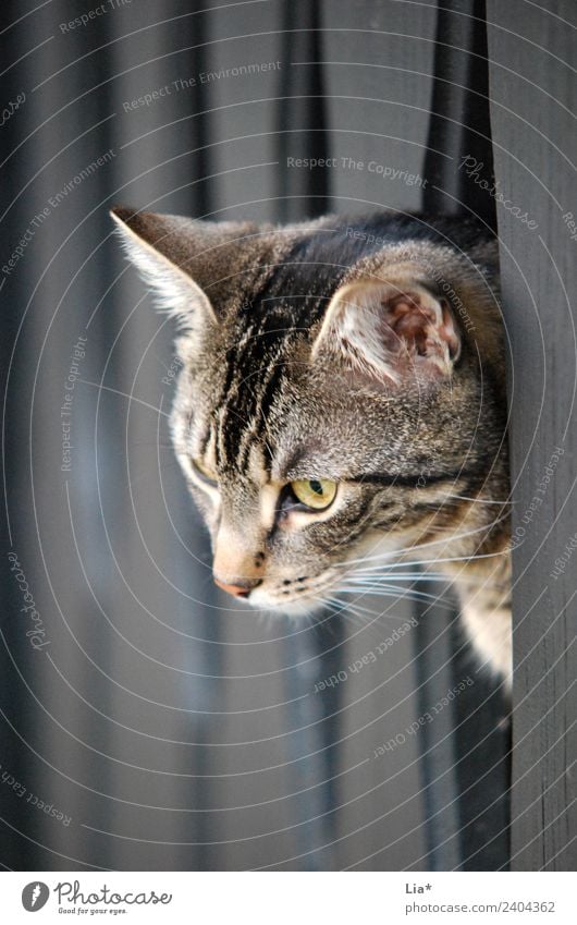 Katze schaut vom Balkon Tier Haustier 1 beobachten warten Farbfoto Blick nach unten eingesperrt Tierporträt Neugier Menschenleer