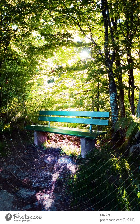 sonniger Sitzplatz Erholung ruhig Ausflug Natur Sonnenlicht Frühling Sommer Schönes Wetter Baum Park Wald leuchten hell Stimmung Hoffnung Idylle Parkbank