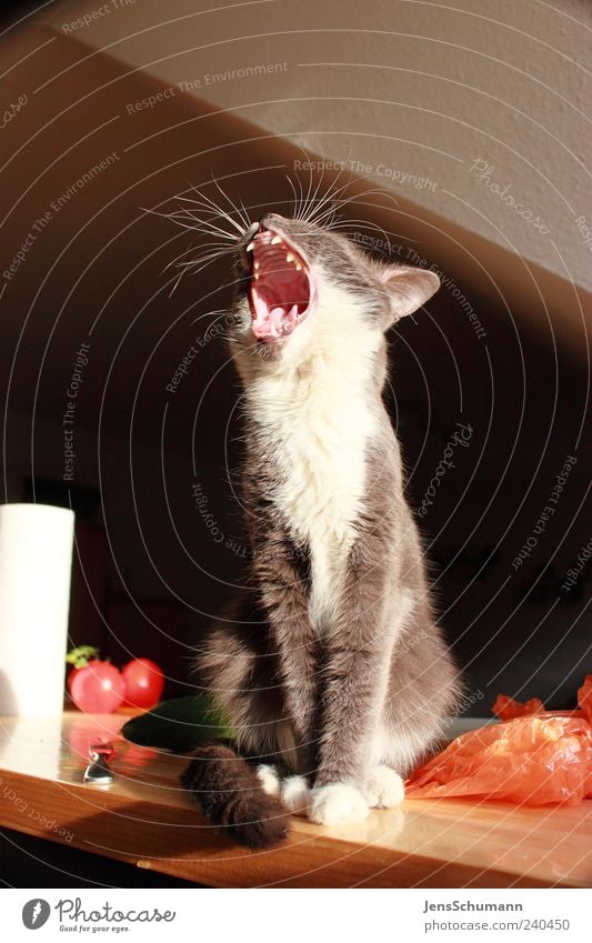 "Katzenmaul" Tier Haustier Tiergesicht Fell 1 Papier Verpackung Tomate Holz Müdigkeit Appetit & Hunger gefräßig Langeweile Farbfoto Innenaufnahme Menschenleer