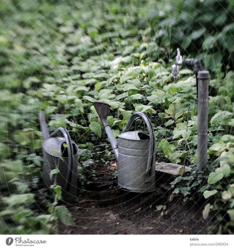 warten Garten Pflanze Sträucher Efeu Friedhof Metall stehen alt dunkel grau grün ruhig Traurigkeit Trauer Schmerz Sehnsucht Einsamkeit Natur Vergänglichkeit