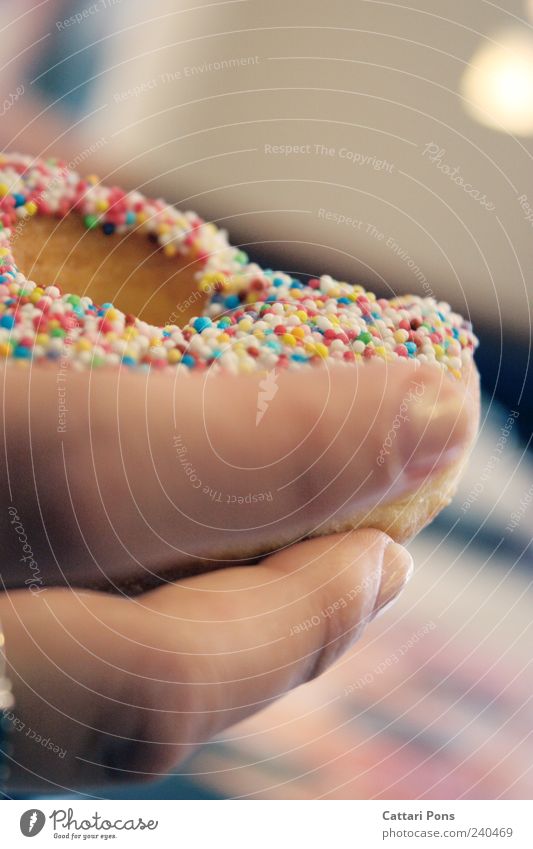 Bold & Delicious Lebensmittel Teigwaren Backwaren Dessert Süßwaren Krapfen Ernährung Frühstück Kaffeetrinken Hand berühren festhalten machen frisch nah rund süß