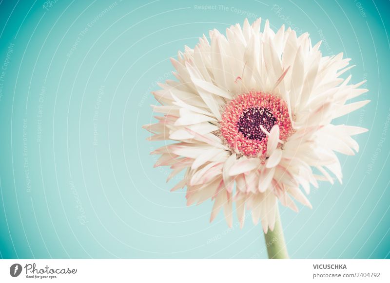 Weiße Gerbera Blum auf blauem Hintergrund elegant Stil Design Sommer Valentinstag Muttertag Hochzeit Geburtstag Natur Pflanze Frühling Blume Blüte