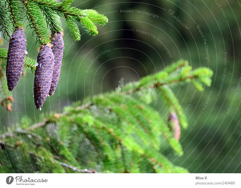 Tannenzapfen Natur Baum Wald Wachstum grün Nadelbaum Zapfen Farbfoto Außenaufnahme Nahaufnahme Menschenleer Textfreiraum rechts Schwache Tiefenschärfe hängend 3