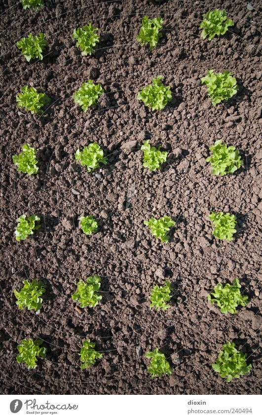 Insalata verde Bioprodukte Gartenarbeit Umwelt Natur Pflanze Grünpflanze Nutzpflanze Salat Feld Wachstum natürlich braun grün Beet Ordnung Ordnungsliebe Erde