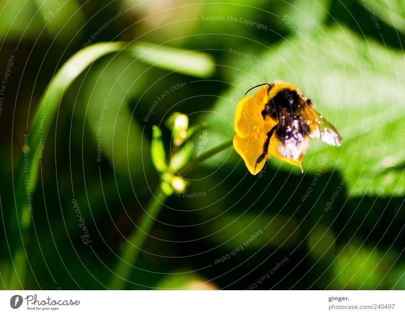 Das bisschen Übergewicht ! Umwelt Natur Pflanze Tier Sonnenlicht Frühling Sommer Blume Blüte Wildpflanze Hahnenfuß Wildtier Flügel Hummel 1 gelb grün Nektar