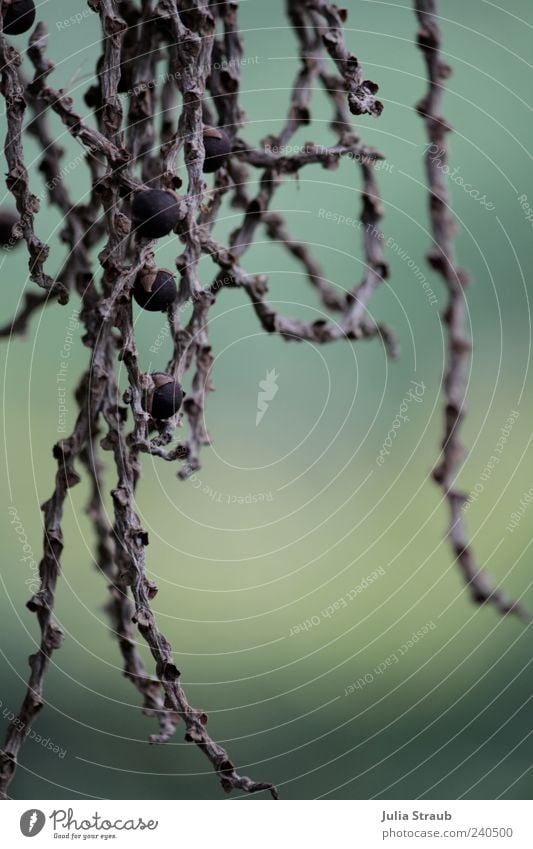 vertrocknet schön Natur Pflanze Nutzpflanze trocken grau grün schwarz Farbfoto Außenaufnahme Tag Zentralperspektive Menschenleer herunterhängend