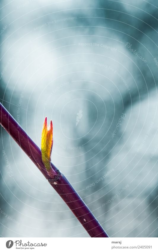 Jahreszeiten | zarter Frühling Natur Pflanze Blatt Hartriegel Blattadern leuchten Wachstum orange Frühlingsgefühle Vorfreude Kraft Willensstärke Reinheit rein