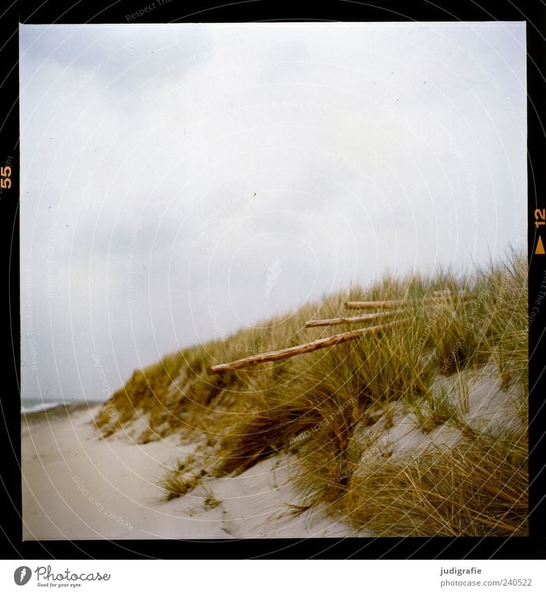 Darßer Ort Umwelt Natur Landschaft Pflanze Himmel Wolken Gras Küste Strand Ostsee Meer Weststrand Sand Holz natürlich wild Stimmung ruhig Farbfoto Außenaufnahme