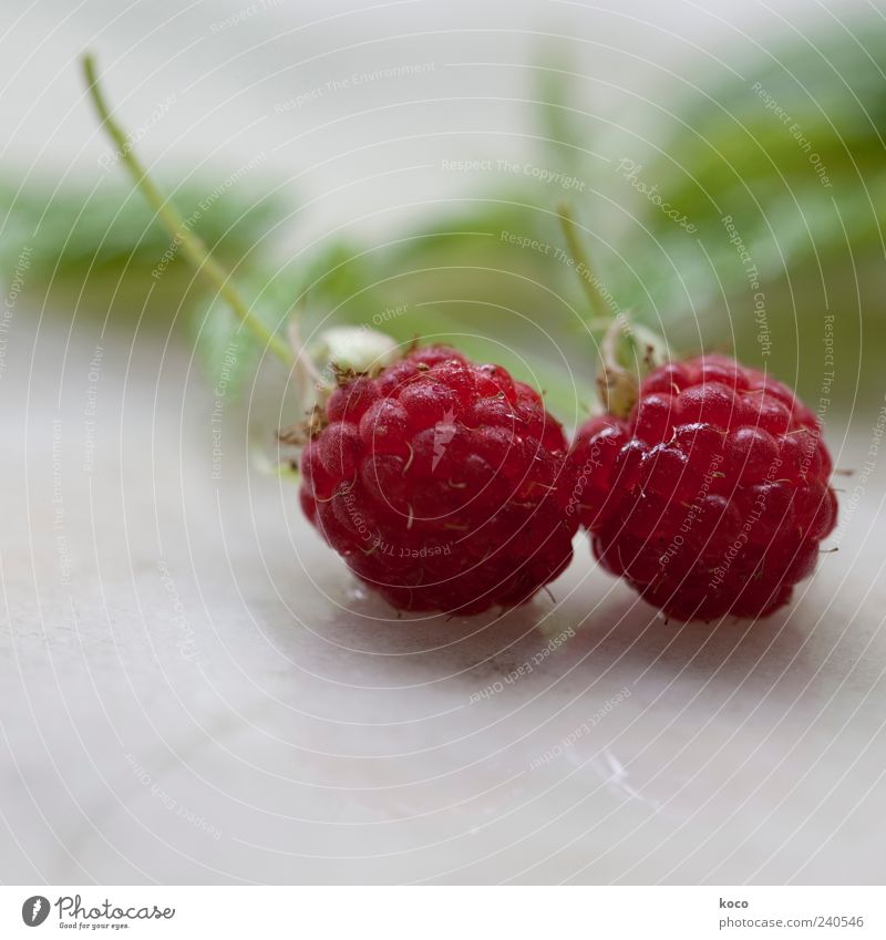 Himbeer-Pärchen Pflanze Himbeeren Frucht fruchtig authentisch frisch Gesundheit glänzend schön klein lecker saftig süß grau grün rot weiß einzigartig Farbfoto