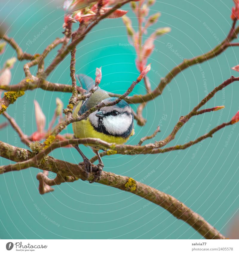 Frühlingsgefühle Umwelt Natur Pflanze Baum Sträucher Blatt Felsenbirne Tier Vogel Tiergesicht Meisen Ornithologie Blaumeise 1 klein niedlich blau Zweige u. Äste