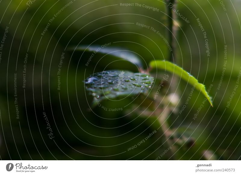 Rain you make me wet Umwelt Urelemente Wasser Wassertropfen Pflanze Blatt Grünpflanze Flüssigkeit frei frisch glänzend nachhaltig nass natürlich positiv grün